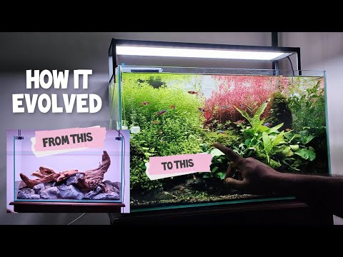 This aquascape grew crazy. But it's beautiful.