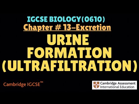 IGCSE Biology|Chapter #13 Excretion (urine formation#ultrafiltration )