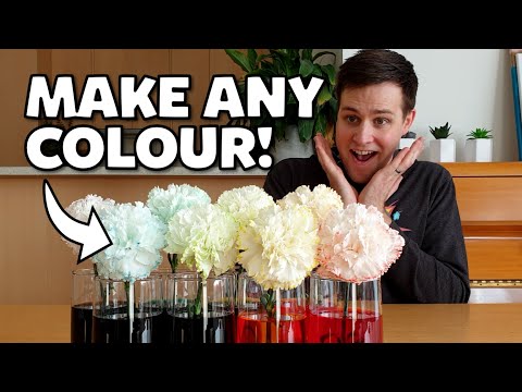 Colour Changing Flowers - Explained!