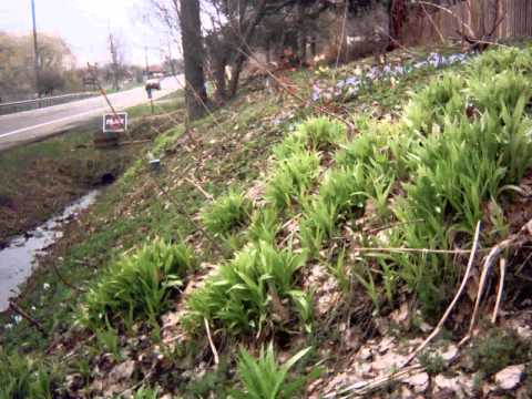 Time-lapse garden, March-May