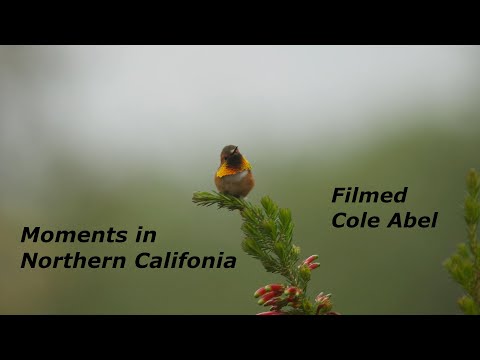 Northern California Wildlife Silent film