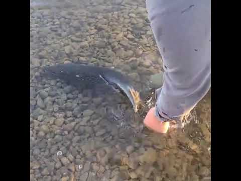 Northern Pike Release #pike #fishing #catchandrelease #bassfishing