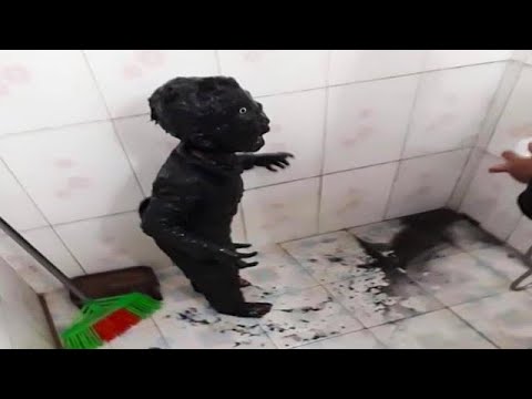 UNUSUAL MEMES COMPILATION V19