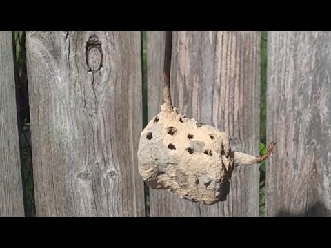 Smartest Wasp You've Ever Seen🐝