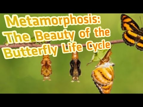From #Caterpillar to #Butterfly: A #Captivating #Journey of #Metamorphosis