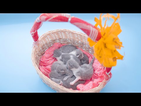 1st day after birth 😍 Lovely Super Cute Kittens In The World