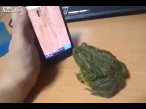 Have you ever pissed off a frog? LOL!