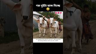 how possible😱 cow dancing #sorts #sortvideo #viralshort #cow #dance #foryou #ai #edit #funny