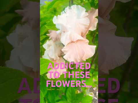 EVERYONE HAS GUILTY PLEASURES BUT THESE WILL HAVE YOU HOOKED… #flowers #garden #gardenflowers