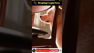 Breaking Crypto News | Dogecoin Whales Move 641M DOGE