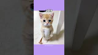 Where Are The Famous Cat Memes Now?💔🕊️ (ThenVsNow) #shorts