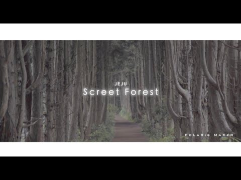 제주 비밀의숲 "JEJU Screet Forest" | 숲멍 | 마음을 치유하는 영상 | 마음이 편해지는 영상 | 정서정화 | 산책하기 | 힐링 |