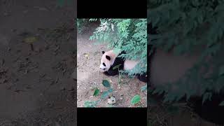 Panda Club #533 #PandaClub #Shorts #panda #CutePandas #FunnyPandas #PandaLovers