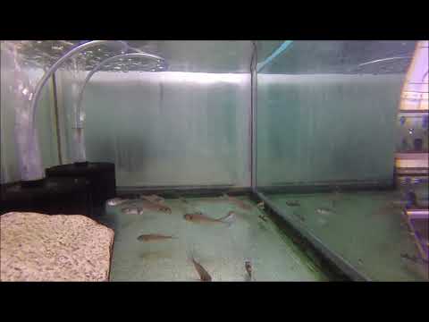 Xenotilapia bathyphilus Kekese
