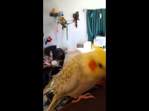 Soarin the Whovatiel being social!
