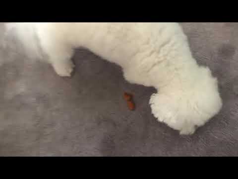 My Dogs Fighting Over Food