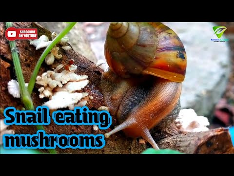 Snails like eating mushrooms #snail #naturalinasia #natural