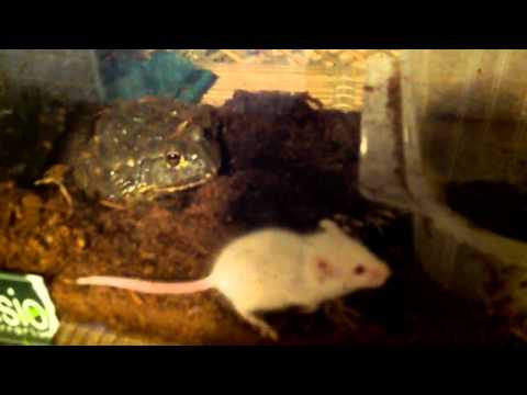 PIXIE FROG TRIPLE THREAT