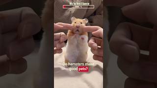 Do Hamsters Make Good Pets? | Algorithm Cleanse