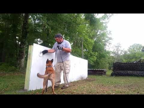 Foundation First K9: Gunner Detection