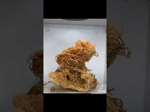 Discover Chondrus Gold: Unique, Less Salty Sea Moss from the Caribbean