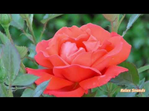 Relaxing Music for Stress Relief. Soothing Music for Meditation, Healing Therapy, Sleeping music