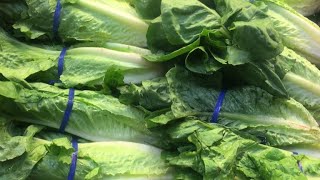 At least 64 infected in E. coli outbreak tied to romaine lettuce