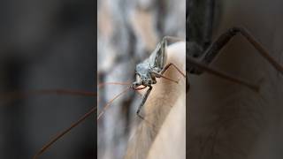 This Is THE LARGEST ASSASSIN BUG In The US! #insect #insects