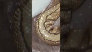 💛✨#piedballpython (reposted & edited vid)#snake #viral #shorts #foryou #reptiles #animals #fypシ