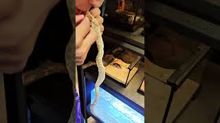 python snake