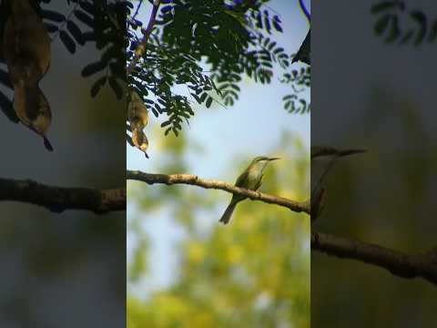 Apexel Bird Photography#apexel #birdphotography #shorts #youtubeshorts #wildlife