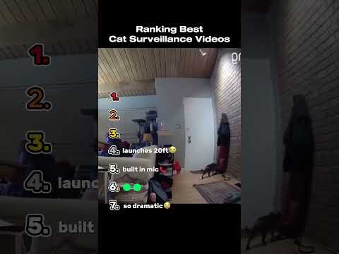 Ranking The Best Cat Surveillance Videos