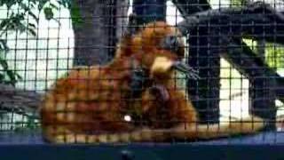 monkey play with bee~