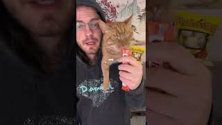 Orange cat behavior is a myth.. probably