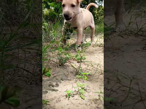 #DogLover  #DogLove  #DogsOfYouTube  #PetVlog  #DogLife  #CuteDogs  #PuppyLove  #InstaDog  #DogFamil