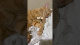 Cat Tips Activate Debug Mode