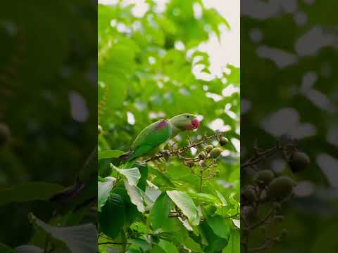 Alexandrine Parakeet #shorts #nature #wildlife #birds