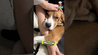 🐾 5 Signs Your Beagle LOVES You ❤️😂 | Beagle Facts in Less than a minute! #shorts  #trendingshorts