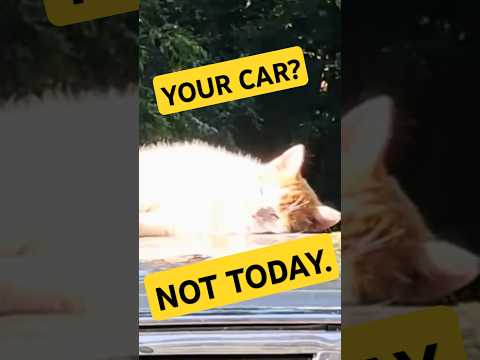 Cute Cat Naps In the Sun 😹🚗 #catshorts
