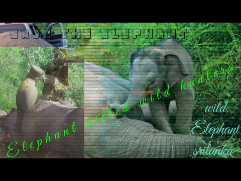 Hunters killed wild Elephant  දඩයක්කරුවනට බිලිවුන හස්තියා (part 2)