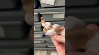 Beautiful Pied! 🤩 Cinnamon Pinstripe Pied Female #ballpython #piedballpython #forsale #snakebreeder