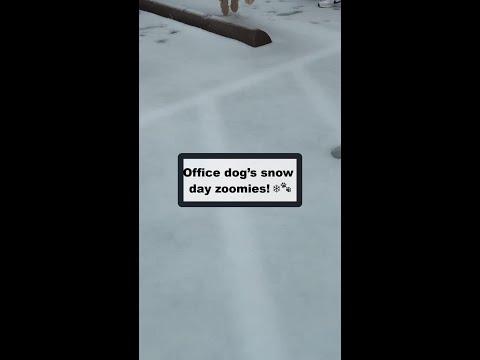 If you need a smile today, the office dog's snow day will do the trick! ❄️🐾 Watch her race thro...