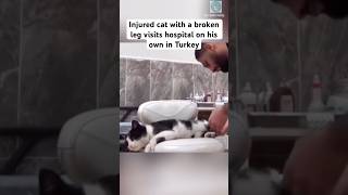 Cat visits hospital for help 😭 #shorts #cat #catlovers