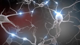 Experiences Build Brain Architecture