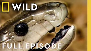 In Cold Blood (Full Episode) | World's Deadliest Compilation | Nat Geo Animals