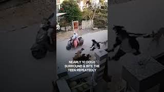 Stray Dogs Attack 18-Year-old Woman in Rajasthan, India | Subscribe to Firstpost | N18G