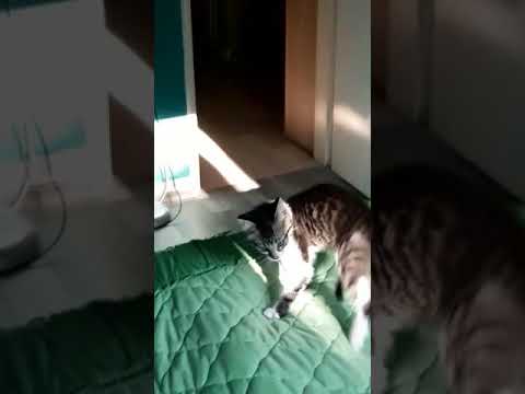 Katze Johann als Baby lustig