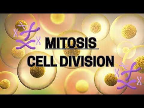 This Is How Your Body Stays Alive. Mitosis Explained!
