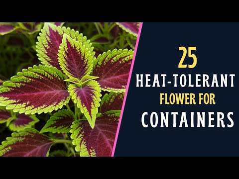Top 25 Heat-Tolerant Flowers for Containers: Perfect for Fall and Full Sun | SENIOR GREEN THUMBS 