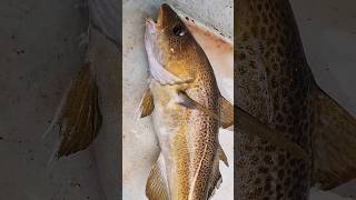 Chunky Codfish has some nice colors on it #shorts #codfish